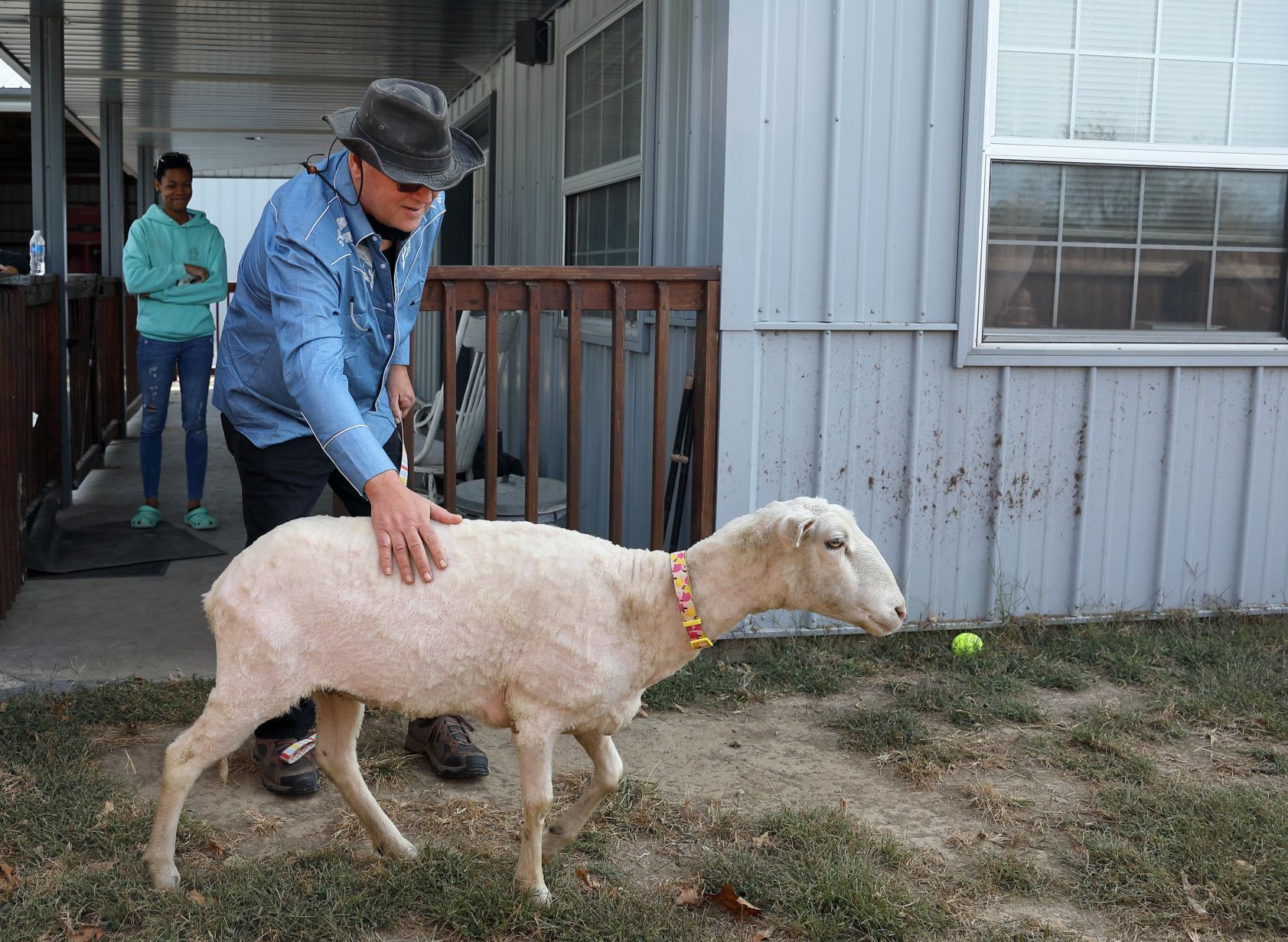 Mary Jane, formerly Shrek the sheep, adopted